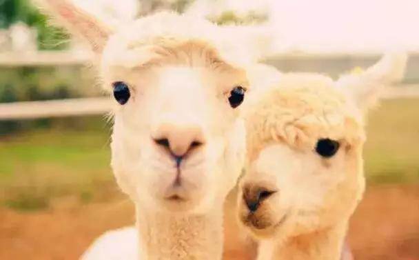 【915-918邵阳秋季车展倒计时3天】男人车展看美女,女人车展看什么?